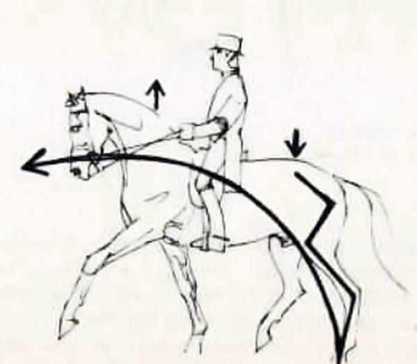 Horse collection diagram