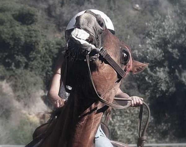 Chestnut horse throws head and fights against his rider