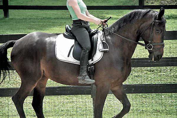 Woman riding her horse without stirrups in an english saddle