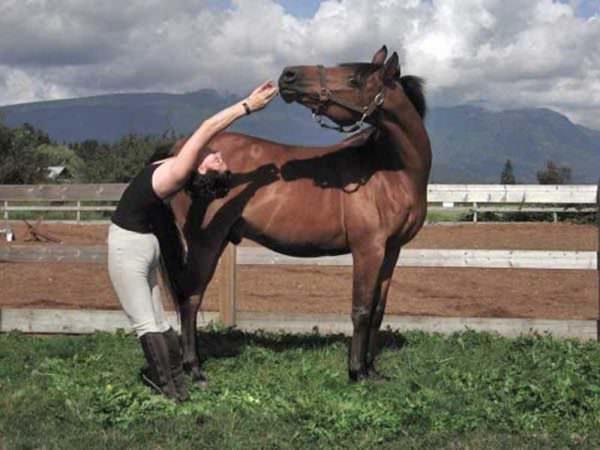 Horse and rider bend and stretch in a yoga pose