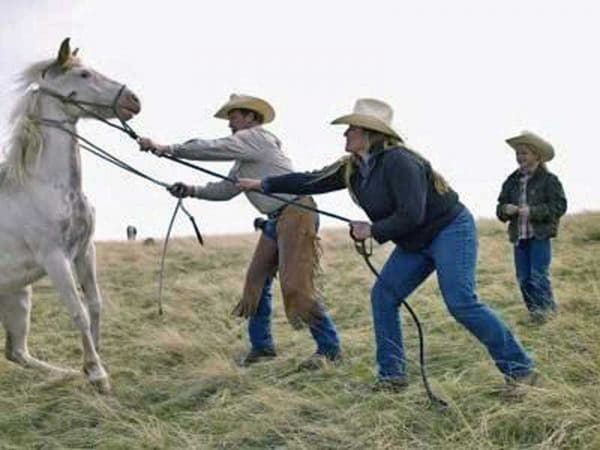 Pinto horse fights against being captured by two people in a field