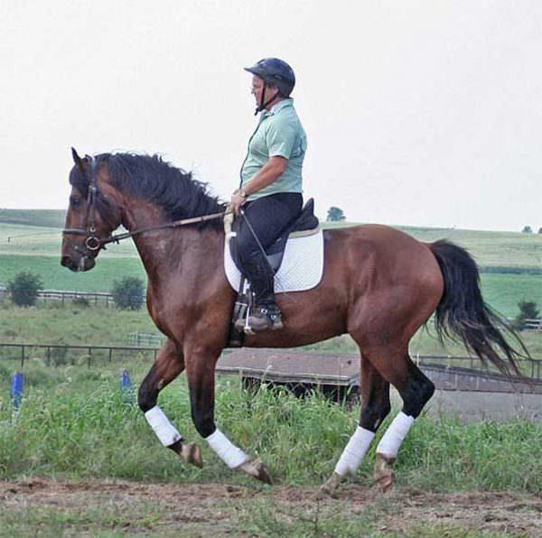 A woman riding her dressage horse canters in a balanced posture.