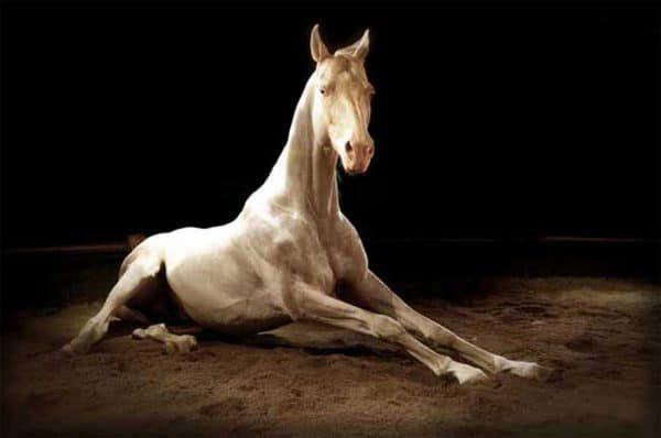 Perlino horse sitting down