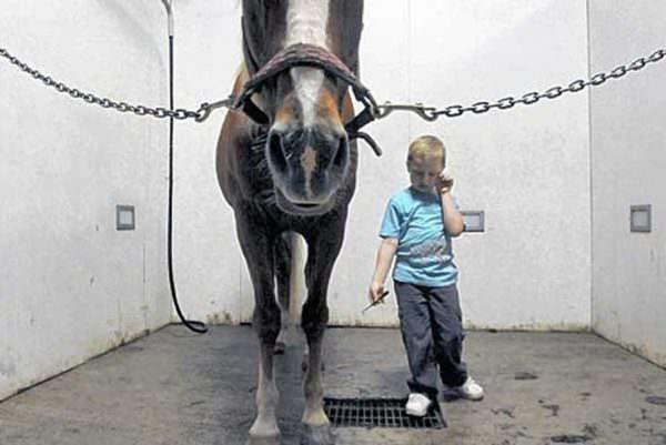 Young boy grooms a horse standing in cross-ties