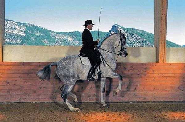 Philippe Karl French Classical Dressage Master riding the piaffe on a grey horse