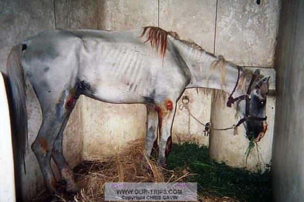 Starved and abused grey horse stands tied in a stall