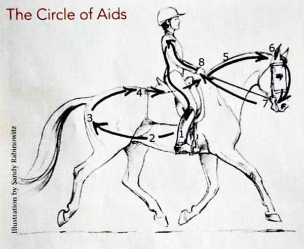 Drawing of the circle of aids between horse and rider