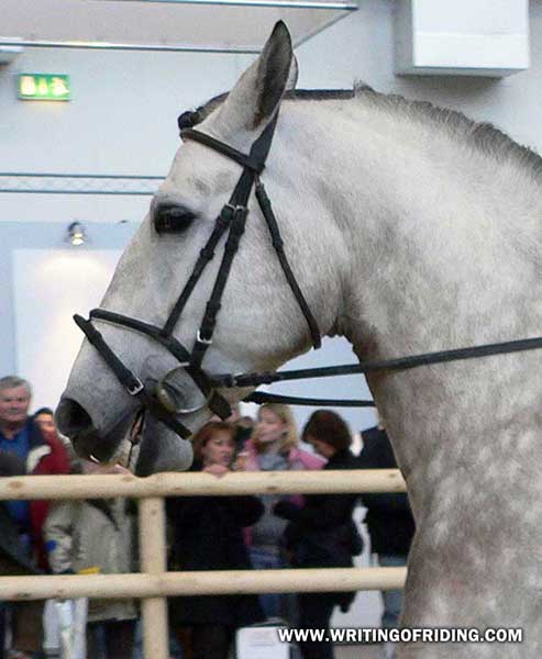 It is common practice in many english disciplines to overtighten the noseband or caveson of the bridle in an effort to prevent the horse from opening his mouth and evading the bit.