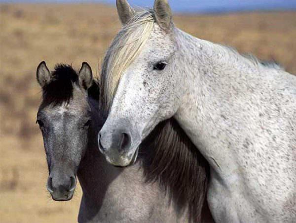 Grey Mustang mare and foal
