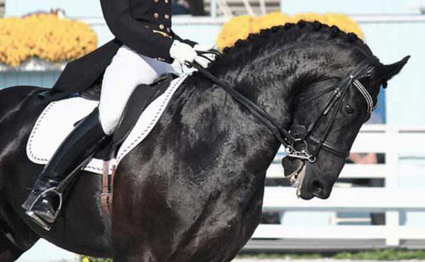 Friesian horse ridden in a double bridle behind the vertical resists his riders strong aids