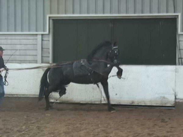 A Friesian stallion is prepared for his inspection in harness.