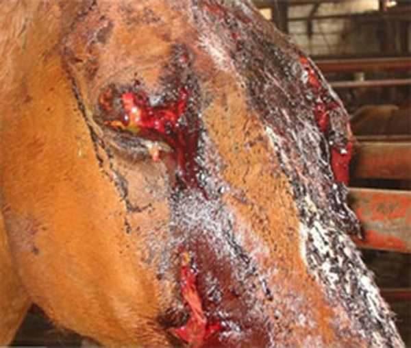Chestnut horse has a grotesquely bloody face from multiple wounds