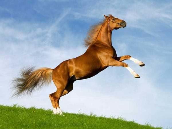 Leaping chestnut horse gleams beautifully in a green pasture