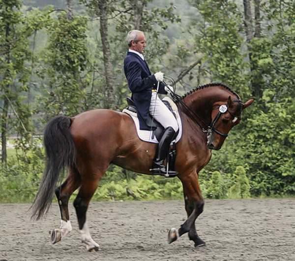 Man rides horse in Rollkur at dressage show warmup