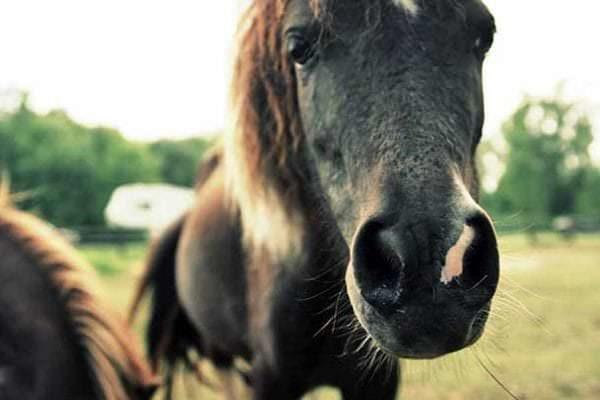 Dark pony pushes his nose towards the camera while his pasture mate grazes
