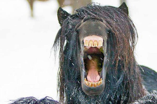 Black pony yawns into the camera showing the inside of his mouth