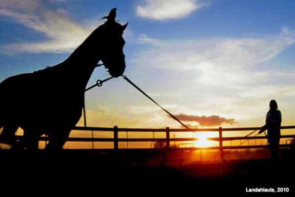 Silhouette of horse being lunged during dusk