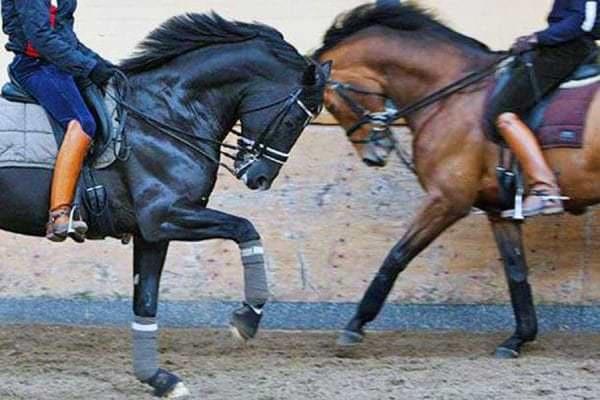 Two horses ridden towards each other in hyperflexion