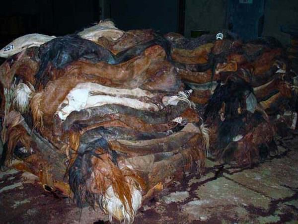 Piles of Salted Horse Skins at Canadian Horse Slaughter Plant