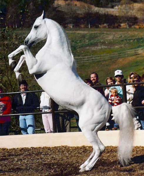 Rearing Gray Arabian Stallion