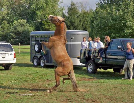 Don’t “Train” Your Horse : Become His Physical Trainer