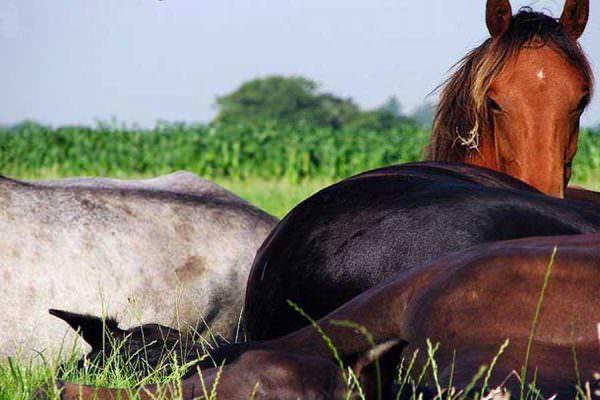 Several horses sleep in a lush green pasture