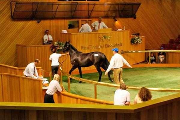 Yearling Thoroughbred being sold at New Zealand auction