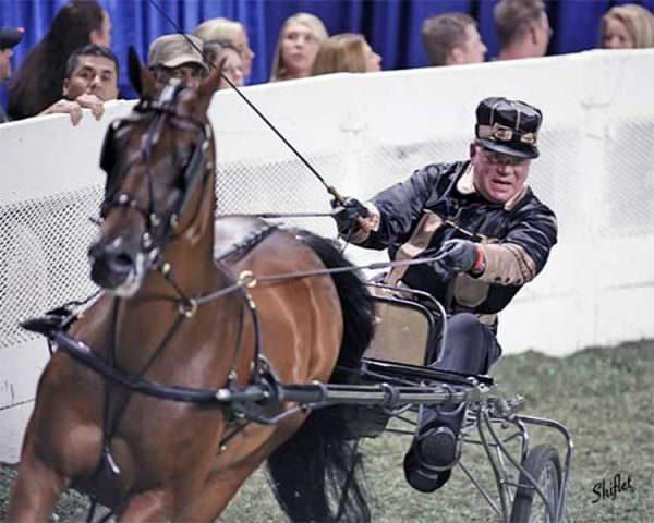 William Shatner speeds around in a cart pulled by one of his Saddlebreds