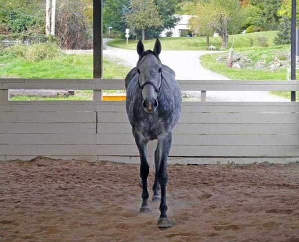 A grey thoroughbred mare walks towards the camera with her ears perked