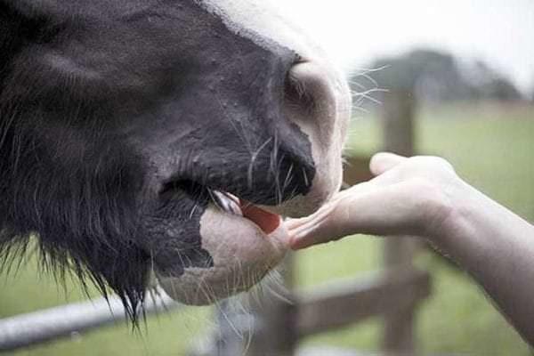 Feeding horses by hand, if done improperly, can quickly teach horses to try mugging you at every opportunity.