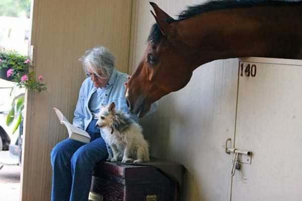 A bay horse reaches out to an old woman reading beside her small dog.