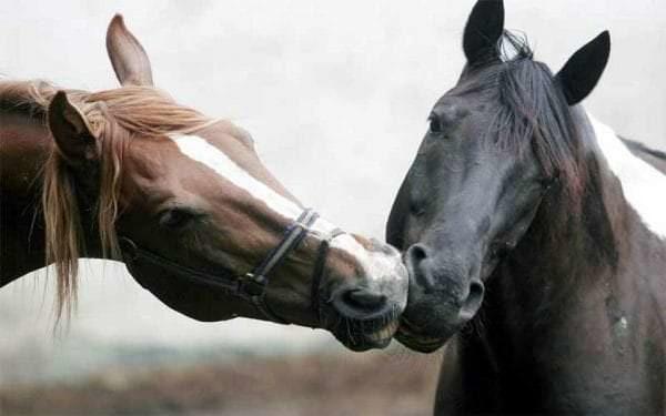 Horses are very affectionate with one another in the right herd situation.