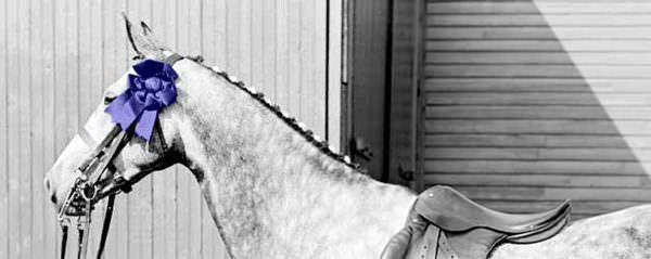 Grey Horse wearing a saddle has won a blue ribbon