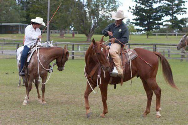 Natural horsemanship is a strong proponent of one-rein or emergency stops on all horses as a default, but for any rider who wishes to teach their horse to connect to the hindquarters through the reins this can be wholly detrimental.