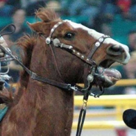 The 'Moment in time' argument to excuse horse abuse is just that, an excuse for horse abuse.