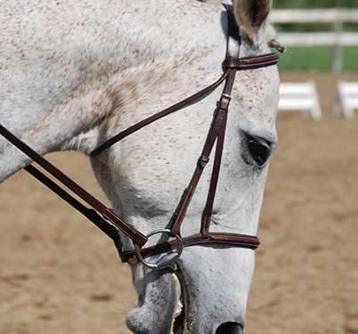A grey horse in english bridle opens his mouth against the pressure on the reins.