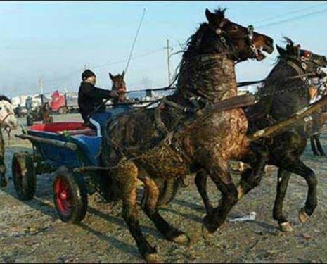 Two horses pulling a cart in Romania panic against the driver's hands.
