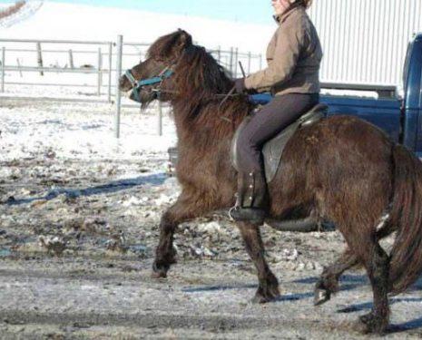 An Icelandic horse fights against his rider's hands.
