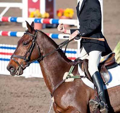 A grand prix jumper is prevented from opening his mouth against his rider's bad hands by a flash noseband.