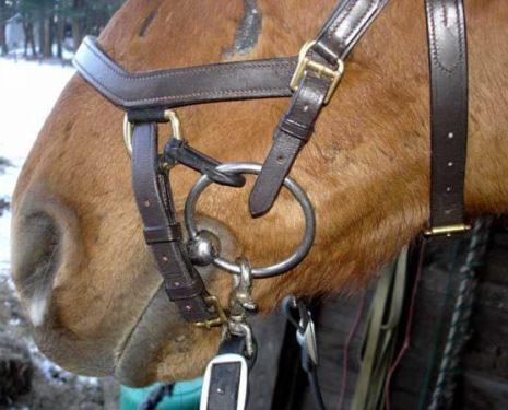 A noseband designed to prevent the horse from opening his mouth, escaping the pressure of the bit or pulling the bit through his mouth, also applied pressure on the nose when the horse resists.