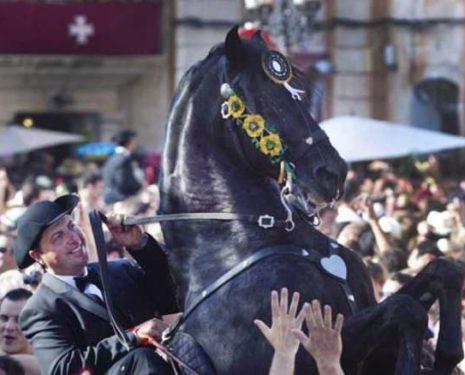 A Spanish horse rears in a crowd of people on parade as his rider pulls happily against his mouth.