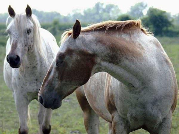 Two horses stand in a pasture together as close friends.