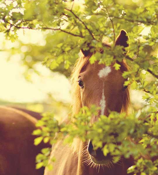 Horse Hiding Behind the Trees