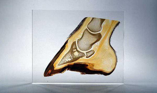Slide of a Horse's Hoof Dissected