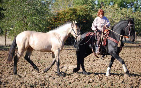 Ponying horses can have a lot of value for both young horses and mature horses needing to build trust while being retrained.