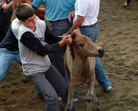 Rapa das Bestas. Galicia. Spain. Foal