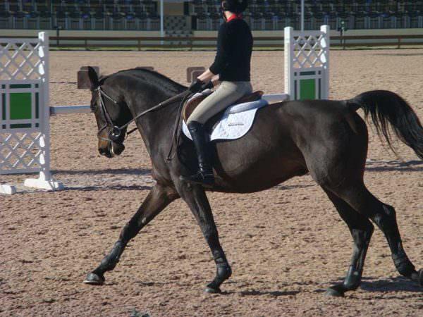 An english rider canters her horse around the arena without stirrups attached to her saddle.
