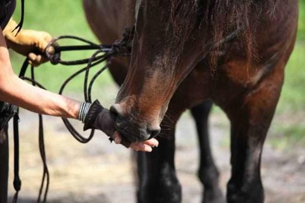 Woman feeding bay horse a treat by hand