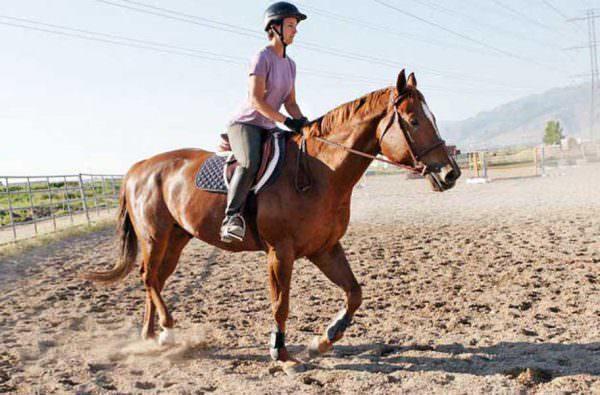 Woman posting trot on her chestnut horse