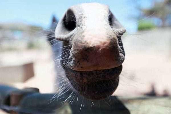 A cute pony pokes his nose into the camera for a closer inspection.